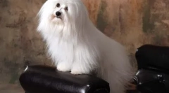 Top 10 rase de câine perfecte